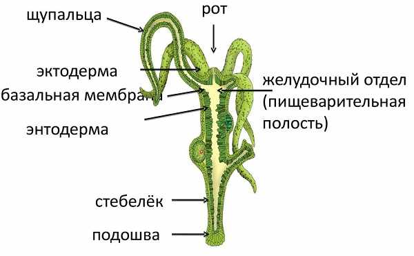 Kraken tor link