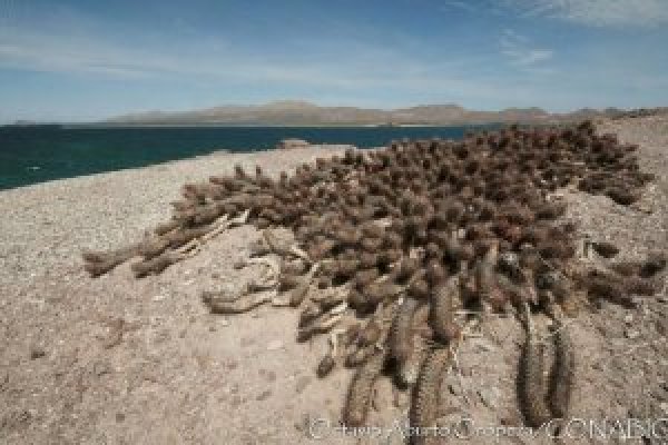 Kraken 26 at